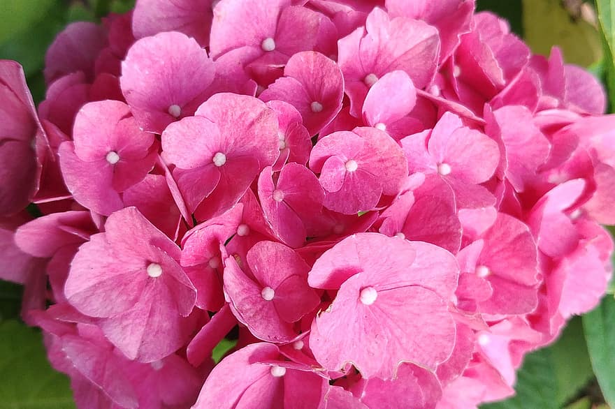Hortensie, Blumen, rosa Hortensie, Blütenblätter, rosa Blütenblätter, Garten, blühen, Flora, Pflanze, Natur