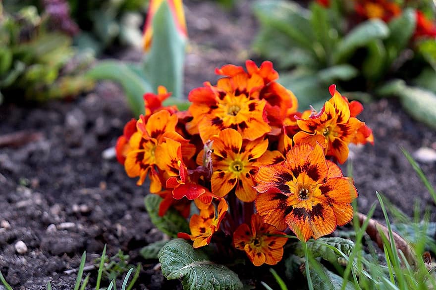 Flower, Plant, Orange Color, Spring, Gardening, Botanical, Flora, close-up, summer, leaf, flower head