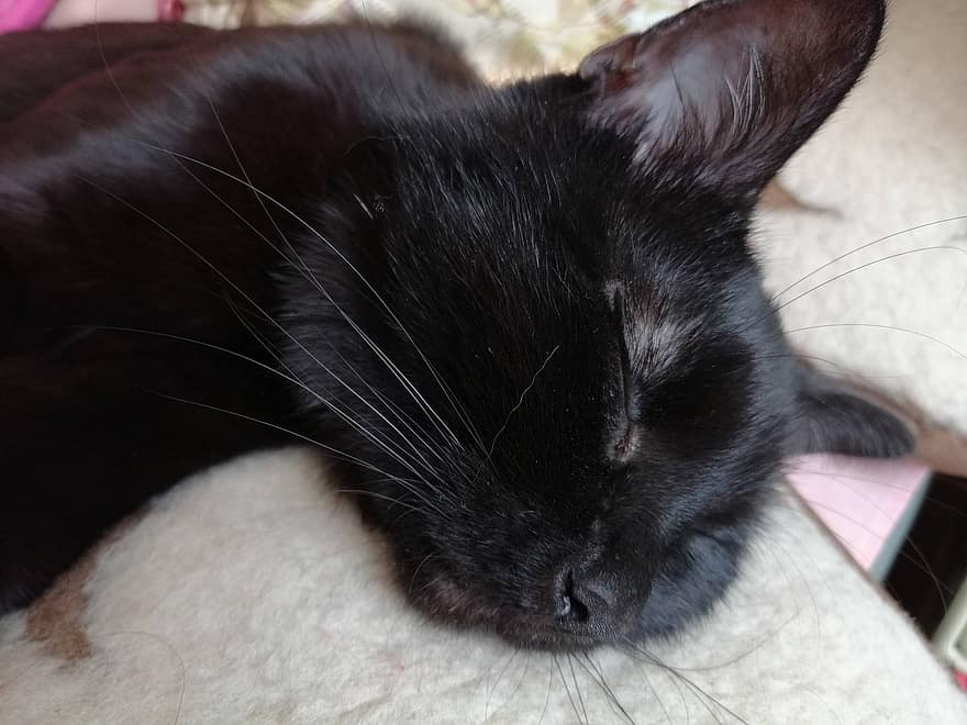 pisică, animal de companie, felin, animal, pisica neagra, dormit, blană, Kitty, intern, pisica domestica, portret de pisica