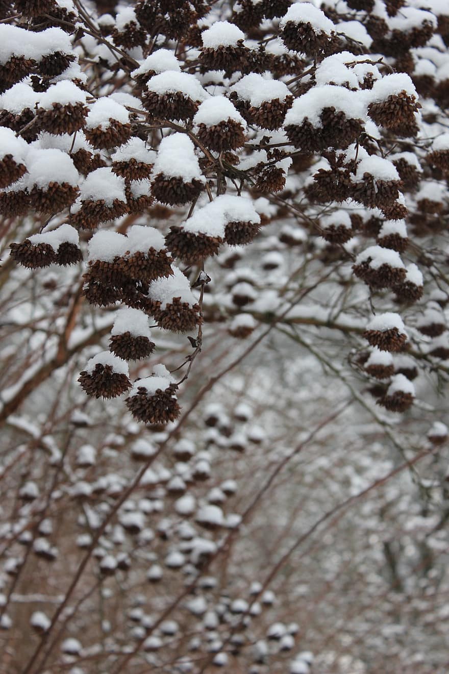 nieve, aliso, rama, naturaleza, la capa de nieve