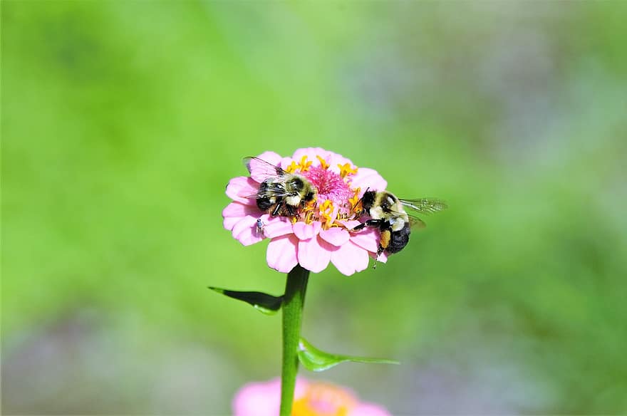 humlor, blomma, nektar, pollen, pollinering, zinia, natur, närbild, insekt, sommar, växt