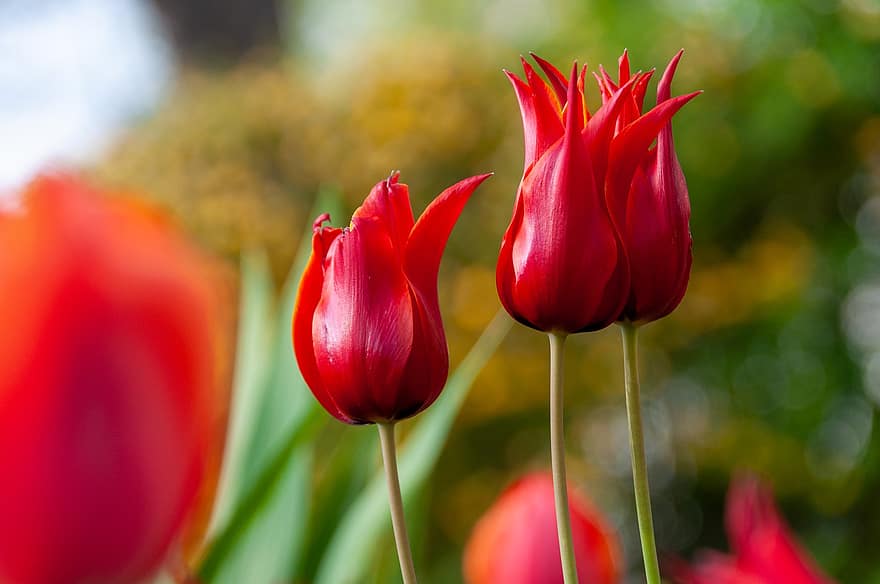 tulipany, czerwone tulipany, Czerwone kwiaty, kwiaty, Natura, wiosna, kwiat, tulipan, roślina, lato, zbliżenie