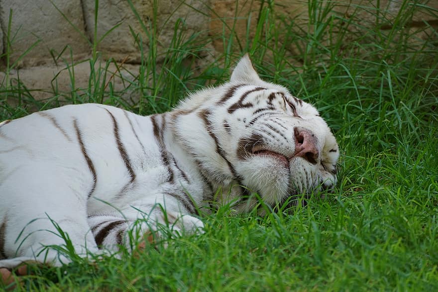 tigris, fehér tigris, vadállat, állatkert, csíkos, macskaféle, fű, undomesticált macska, bengáli tigris, szőrme, nagy macska