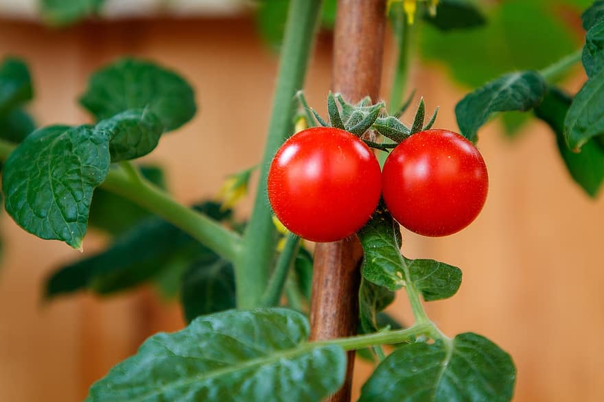 tomate, plantar, maduro