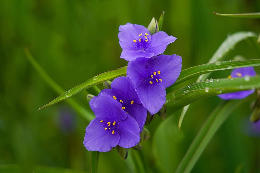 Violetti Kuu Gaebi, kukka, mehiläinen, ötökät, wildflower, villi kukka, kasvi, makro, lähikuva, kesä, vihreä väri