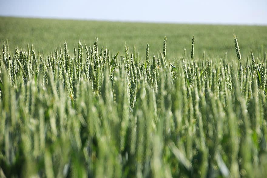 pšenice, pole, zemědělství, Příroda, rostoucí, rostlina, nebe, tráva, louka, zelená barva, letní