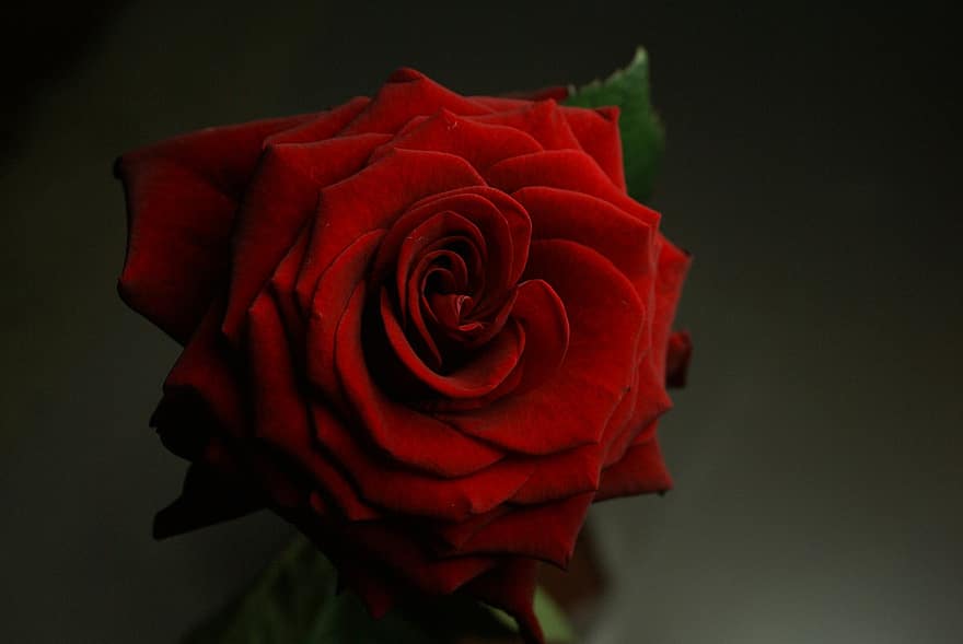 Róża, kwiat, roślina, czerwona róża, czerwony kwiat, płatki, kwitnąć, miłość, romans, zbliżenie, flora