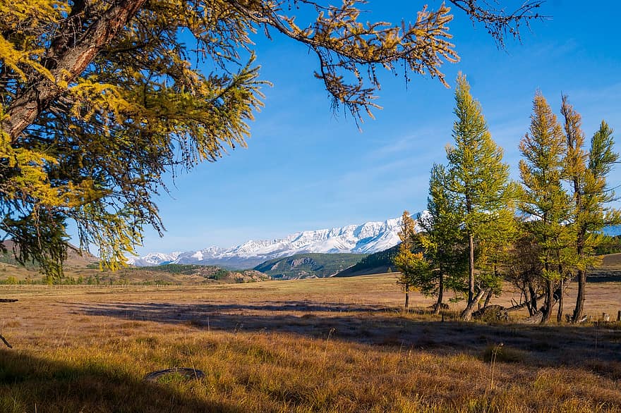 lauke, medžiai, pobūdį, pievos, kraštovaizdį, kalnai, stepė, žolė, lapija, Altajaus kalnai, rudenį
