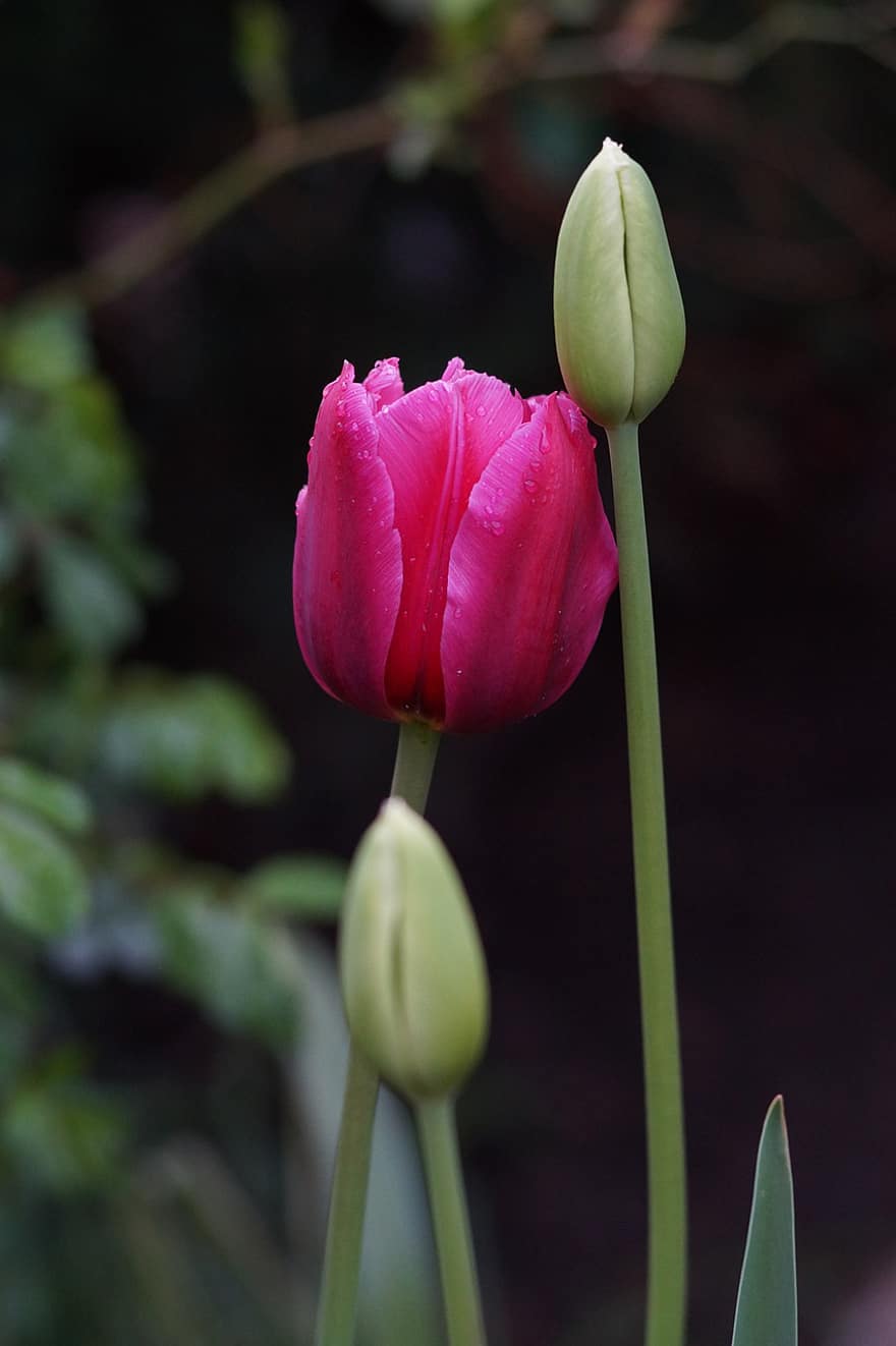 tulipan, blomst, rosa tulipan, knopper, petals, tulipanblader, blomstre, flora, natur