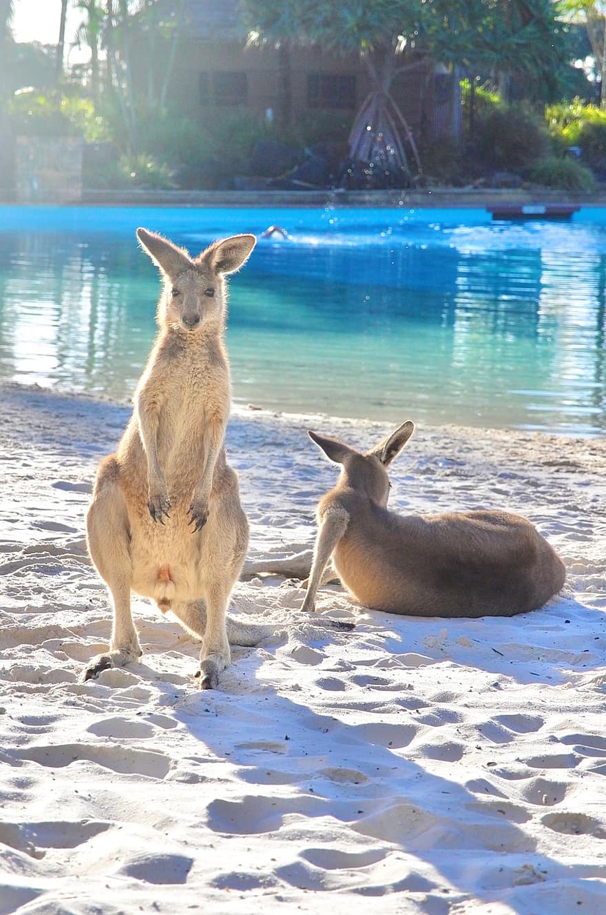 гарний, схід сонця, природи, Австралія, Кейт Бранч, вранці, кенгуру, тварина, милий, домашні тварини, літо