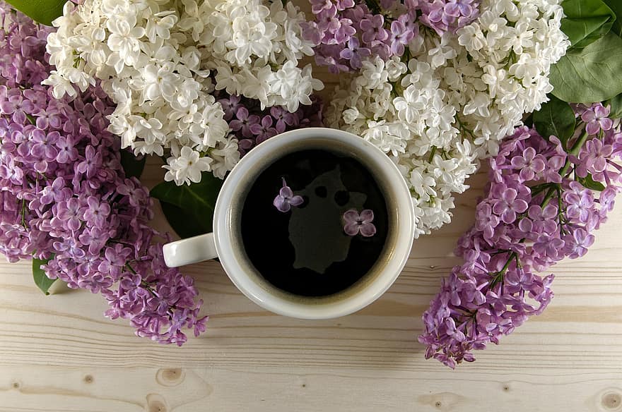 káva, pohár, džbánek, květiny, okvětní lístky, květinový, flóra
