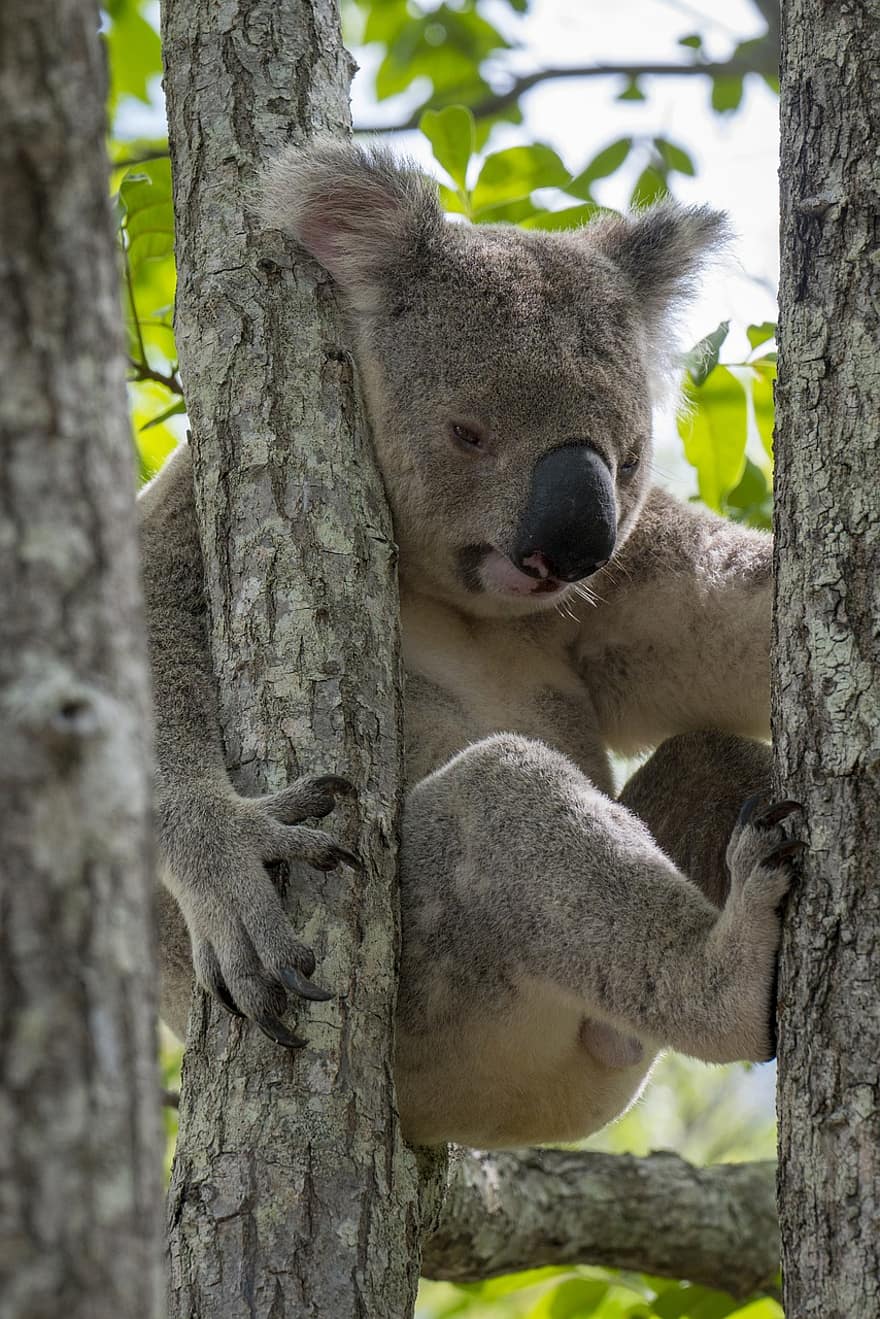 koala, urs, copaci, ramuri, frunze, frunziş, pui de somn, dormi, animal, drăguţ, sălbatic