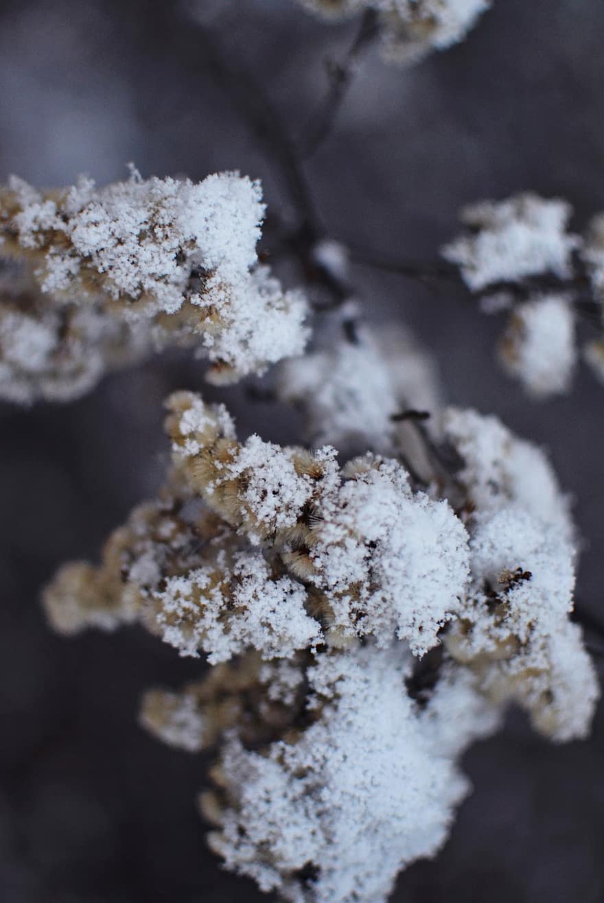 Winter, Snow, Flowers, Frost, Ice, Plant, Nature, close-up, season, branch, leaf