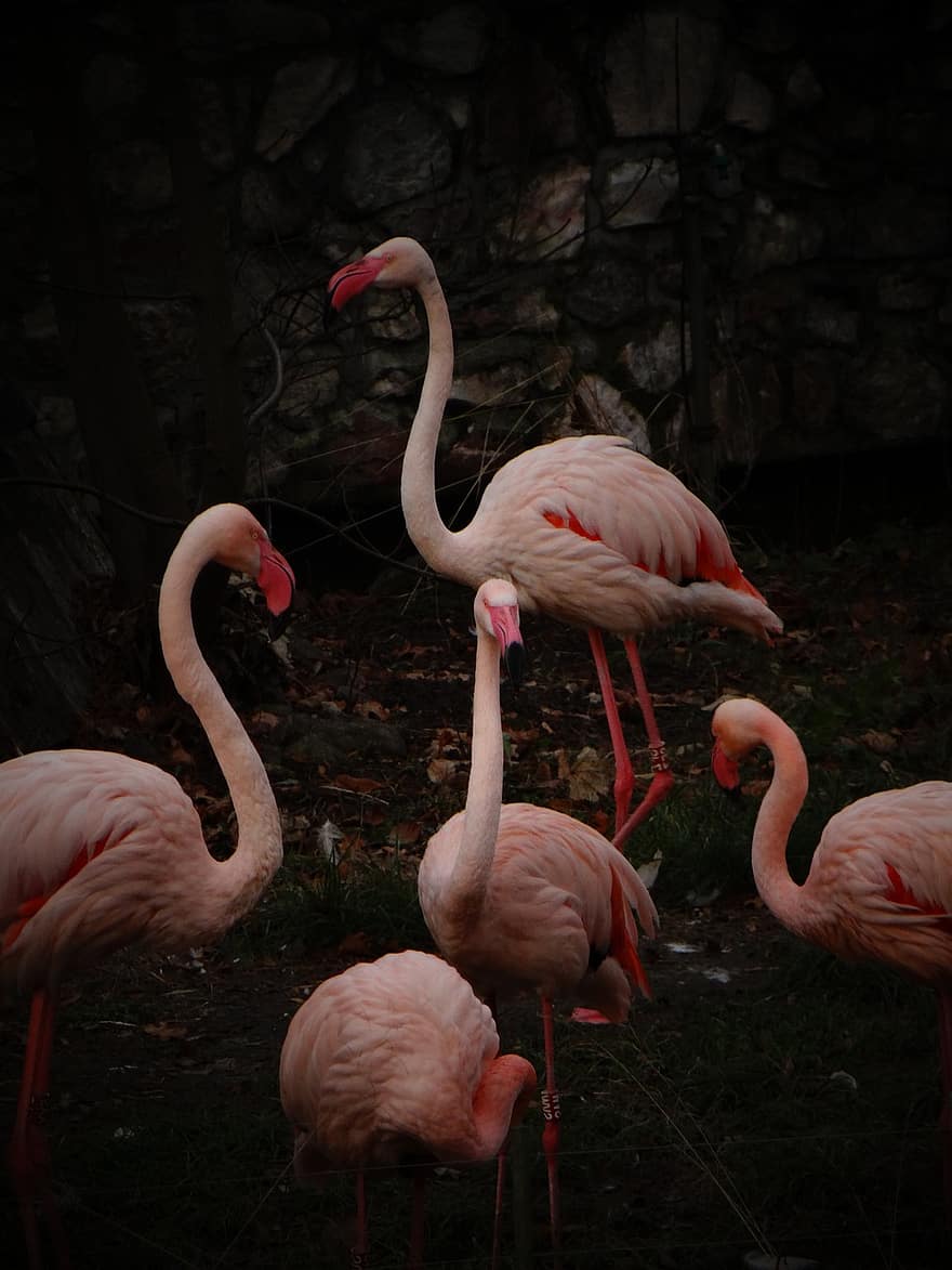 Flamingos, Vögel, Zoo, watende Vögel, Wasservögel, Tiere, Tierwelt, tropisch, exotisch, Rechnung, Schnabel