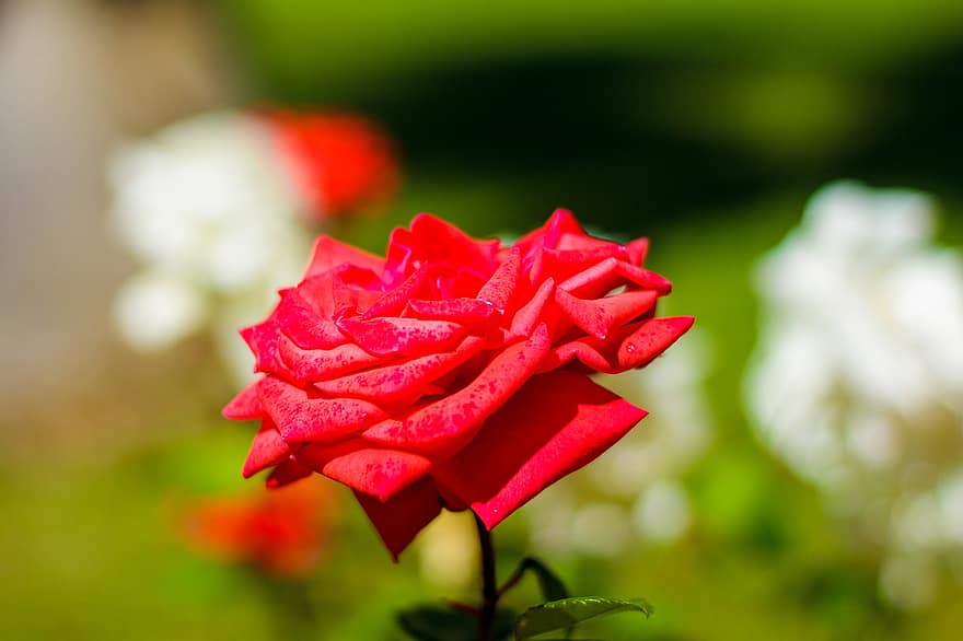 rosa, fiore, pianta, rosa rossa, fiore rosso, petali, fioritura, flora, giardino, natura, avvicinamento