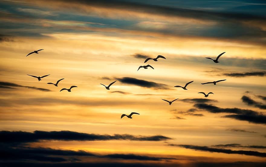 鳥、鳥の群れ、日没、雲、空、夕暮れ、鳥類
