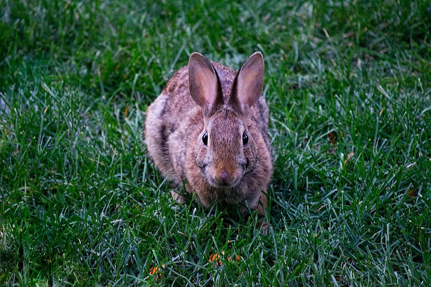 kanin, bunny, dyr, cottontail kanin, vill kanin, pattedyr, dyreliv, fauna, villmark, natur