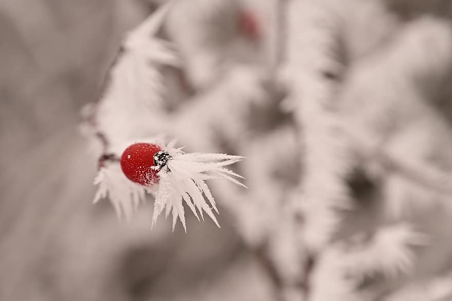 Hoarfrost, Winter, Rose Hips, Fruit, Frost, Organic, close-up, plant, macro, insect, backgrounds