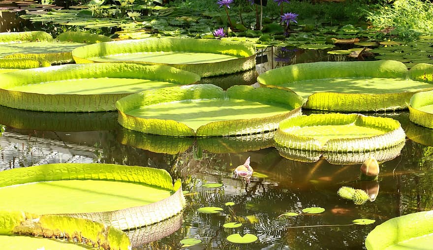 gigantische waterlelie, waterlelies, vijver, Waterlelie, water plant, waterplant, reflectie, water, natuur, tuin-, park