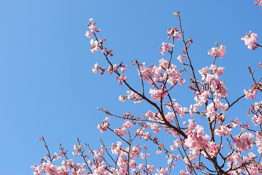 sakura, květiny, třešňové květy, růžové květy, okvětní lístky, květ, flóra, jarní květiny, Příroda, jaro, větev