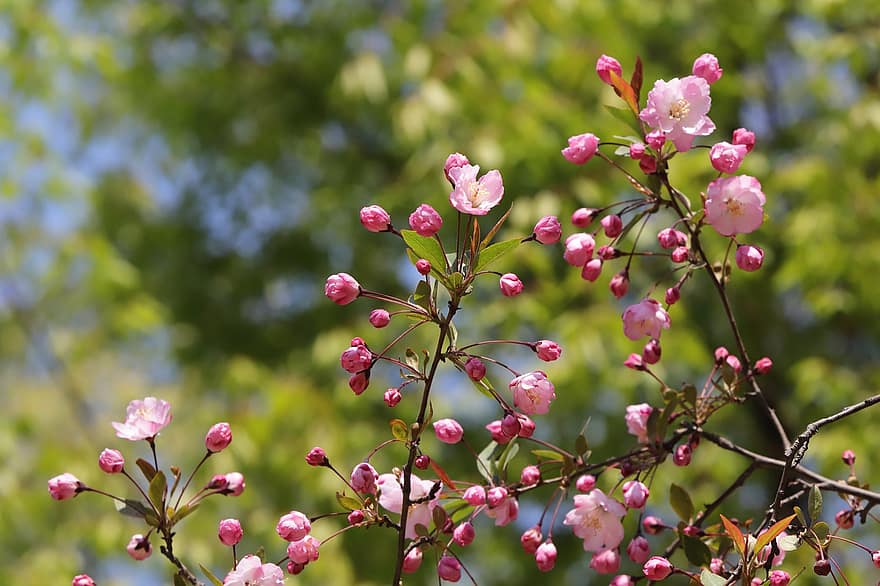 musim semi, bunga-bunga, taman, pohon quince, bunga quince, botani, pertumbuhan, musiman, berkembang, merapatkan, menanam