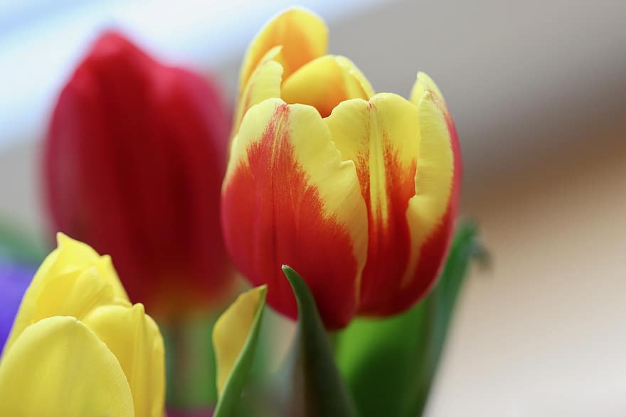tulipán, jarní květiny, květ, okvětní lístky, jaro, botanika