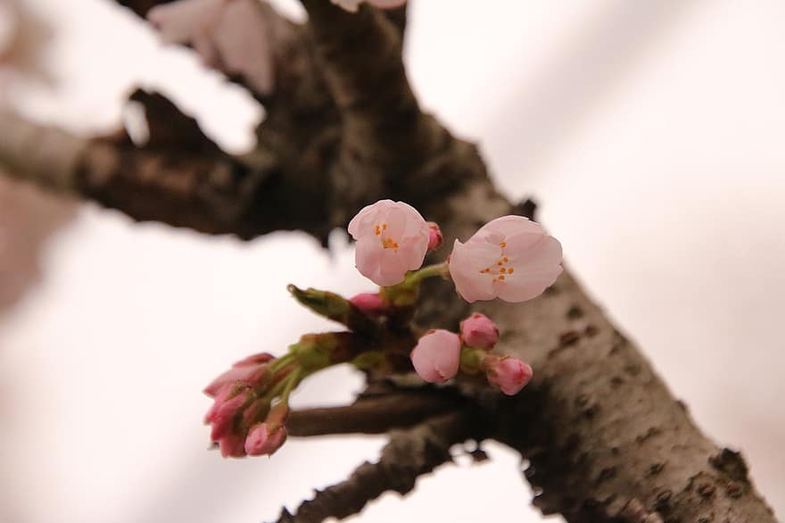 printemps, la nature, fleur de cerisier, botanique, saisonnier, Floraison, fleur, arbre, fermer, plante, branche