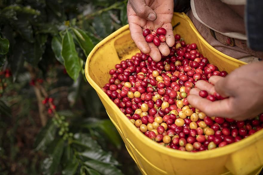 jordbruk, kaffe, colombianska kaffe, colombia, Huila, Pitalito, lantbruk, skörda, frukt, friskhet, mogen