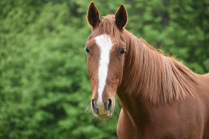 con ngựa, bờm, lỗ mũi, lon ton, ngựa, động vật có vú, nông trại, con ngựa giống, ngựa cái, đầu động vật, cảnh nông thôn