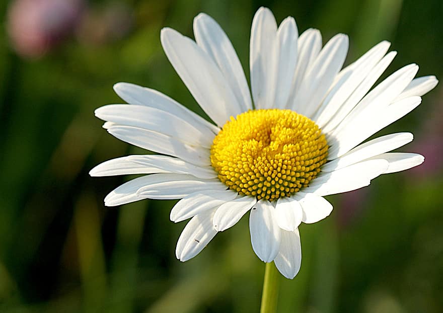 Daisy, gėlė, ramunėlių, žydi, pobūdį, balta, gėlės, žiedlapis, naturopatija, žalias, žolė