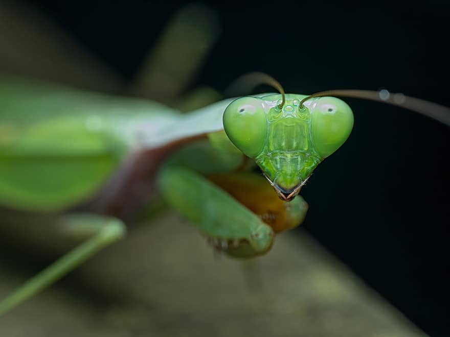 Praying Mantis, Insect, Mantis, Green, Mantodea, Nature, Animal, Entomology, Close Up, close-up, green color