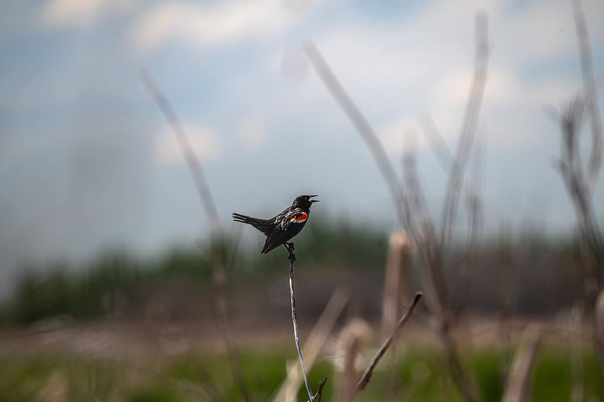 rød-winged blackbird, sang, sangfugl, dyr, sump, vådområde, økologi, miljø, landskab, dyreliv, dyr i naturen