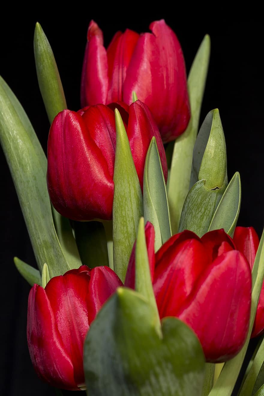 tulipas, flores, botões, flores vermelhas, plantar, flora, natureza, jardim