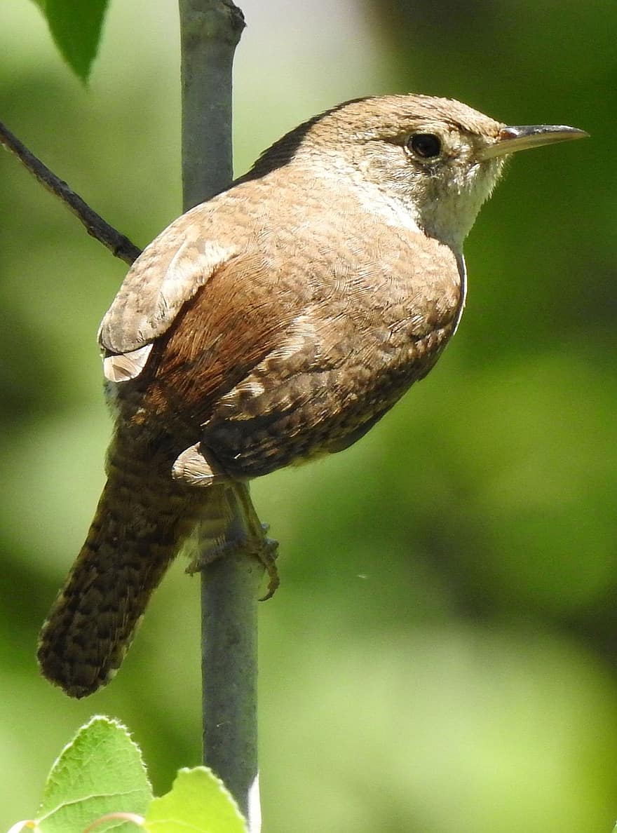 House Wren, Jenny Wren, Troglodytes Aedon, Backyard Songbird, Wren Family Troglodytidae, Moneymore, Ontario