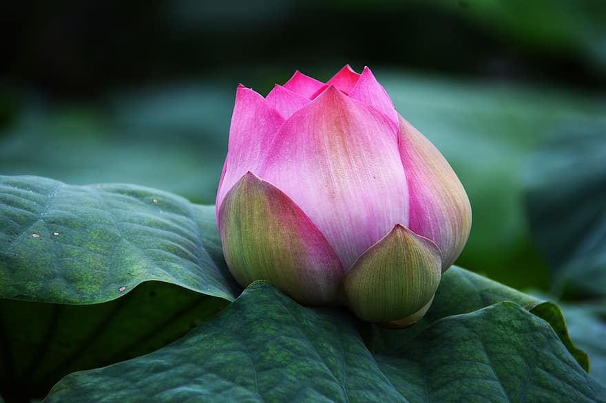 Lotus, Blume, Knospe, pinke Blume, Pflanze, Blütenblätter, Indischer Lotus, heiliger Lotus, Bohne von Indien, Ägyptische Bohne, Blätter