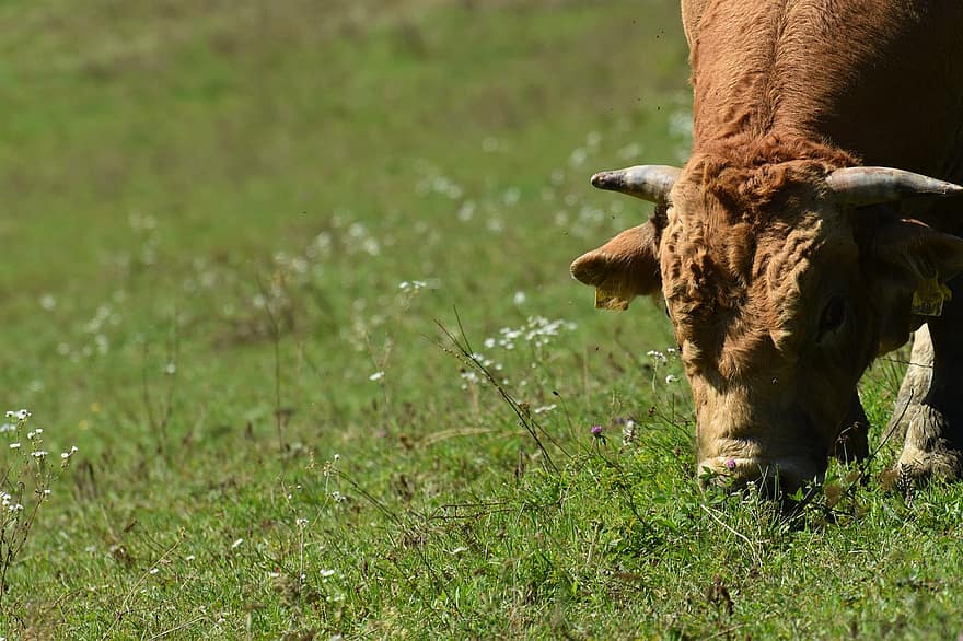 корова, бык, животное, ферма, млекопитающее, выгон, домашний скот, природа, дровосеков, рога, сельское хозяйство