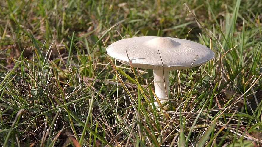 гриб, білий гриб, трави, дикий гриб, суперечка, губка, грибок, плодове тіло, Грибний диск, види грибів, Види грибів