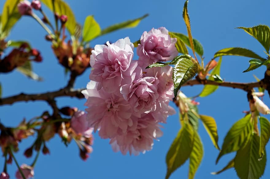 Prunus 'kanzan, bunga-bunga, pohon, menanam, kelopak, bunga-bunga merah muda, Daun-daun, cabang, berkembang, flora, musim semi