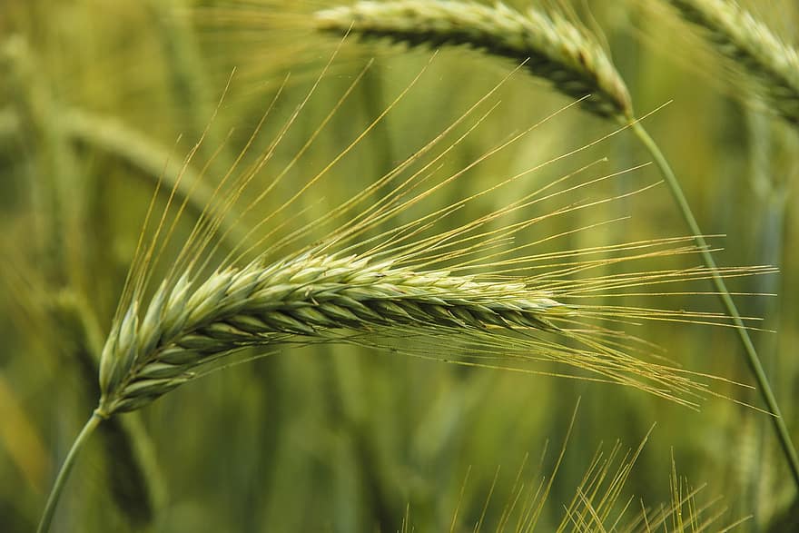 пшеница, растения, природа, сельское хозяйство, сельская местность, завод, рост, ферма, крупный план, летом, сельская сцена