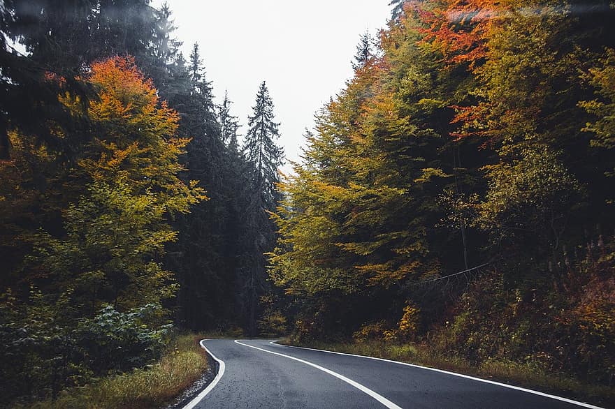 road, highway, trees