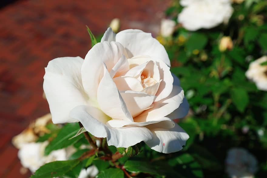 Rosa, beige, fondo, amor, romántico, decoración, naturaleza, romance, belleza, flor, floración