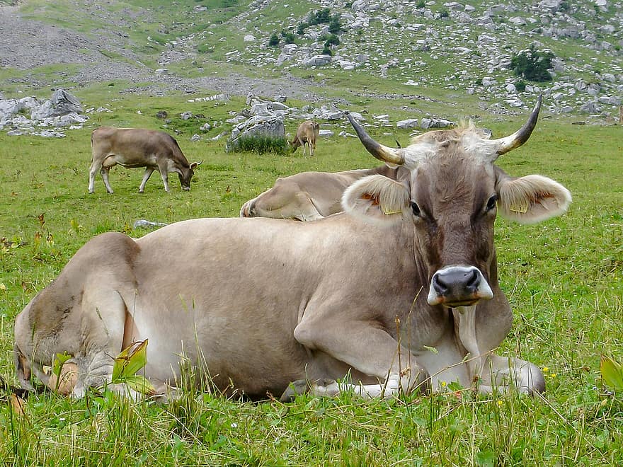 Parda Alpina, vaca, ganado, animal, mamífero, granja, agricultura, pasto, campo, hierba, pastos de montaña