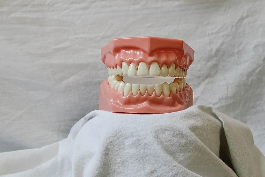 Zähne, dental, zahnärztliches Modell, Mund, Modell-, Dental Training Tool, Zahnarzt, beißen, Zahnheilkunde