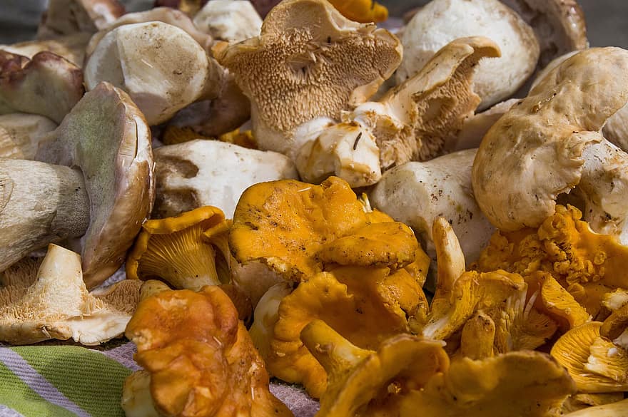 грибы, грибы лисички, белые грибы, пенни булочка