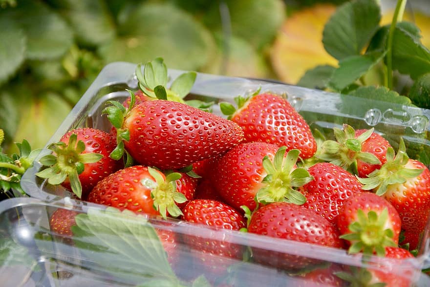 jordbær, frukt, bær, innhøsting, produsere, organisk, jordbær plukking, fersk, frisk frukt, friske bær