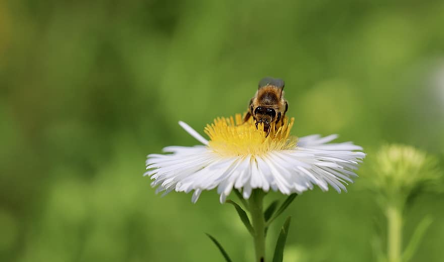 bi, honningbi, aster, insekt, bestøve, bestøvning, pollen, nektar