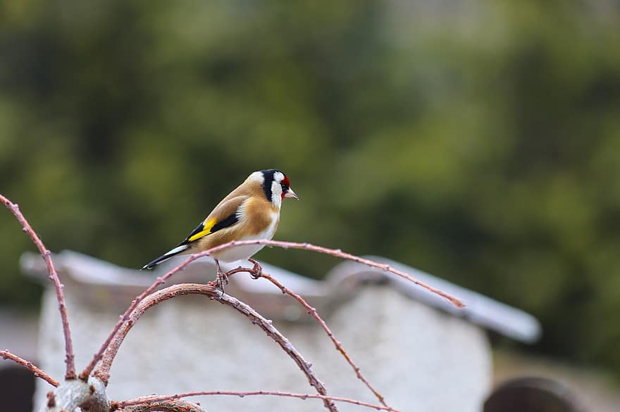 goldfinch, fugl, perched, dyr, fjer, fjerdragt, næb, regning, Fuglekiggeri, ornitologi, dyr verden