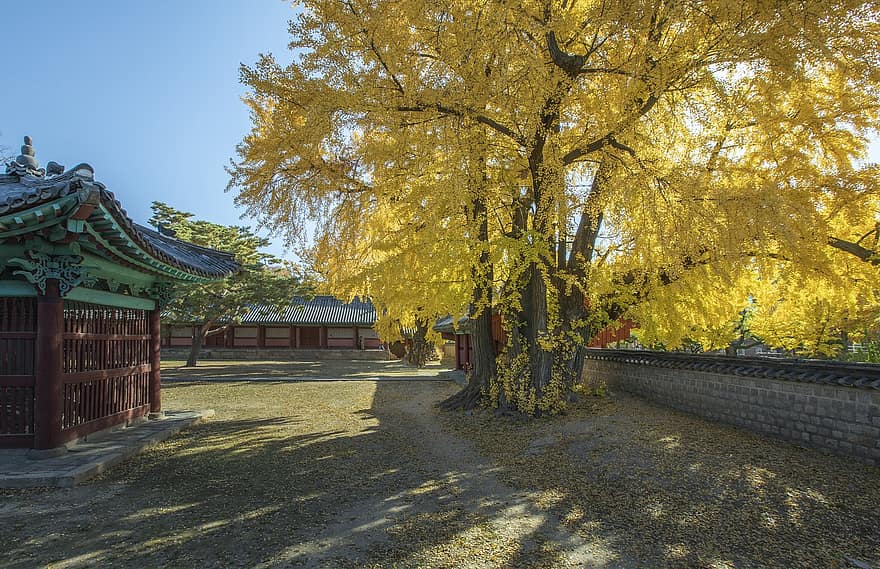 gyeongbokgungin palatsi, puu, pudota, syksy, neidonhiuspuu, ginkgo biloba, lehdet, syksyn lehdet, lehvistö, palatsi, historiallinen