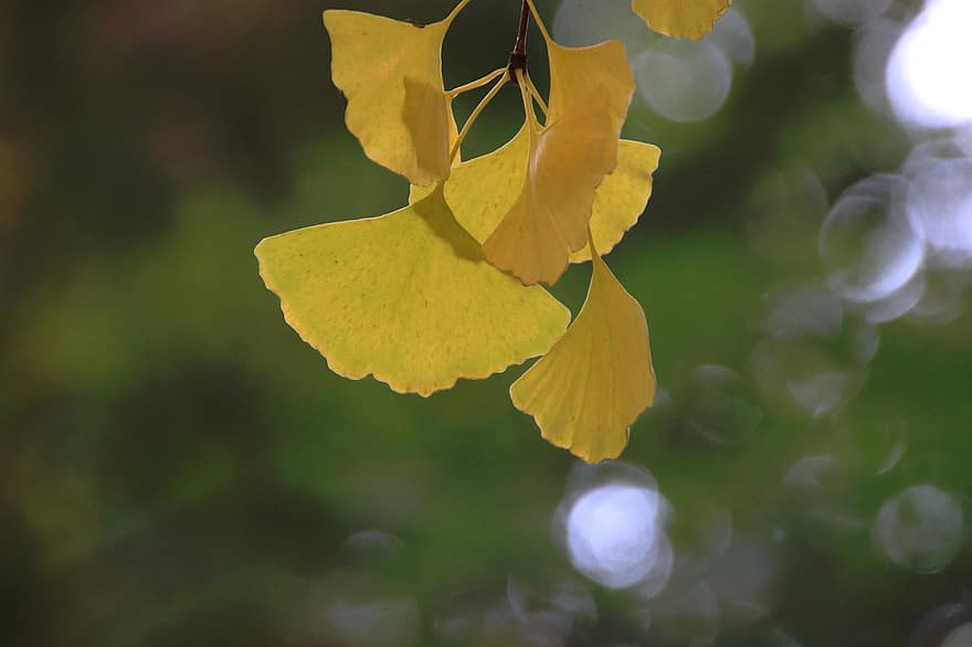 foglie di gingko, le foglie, ramo, albero, Ginkgo biloba, autunno, foglie gialle, natura, avvicinamento, foglia, giallo