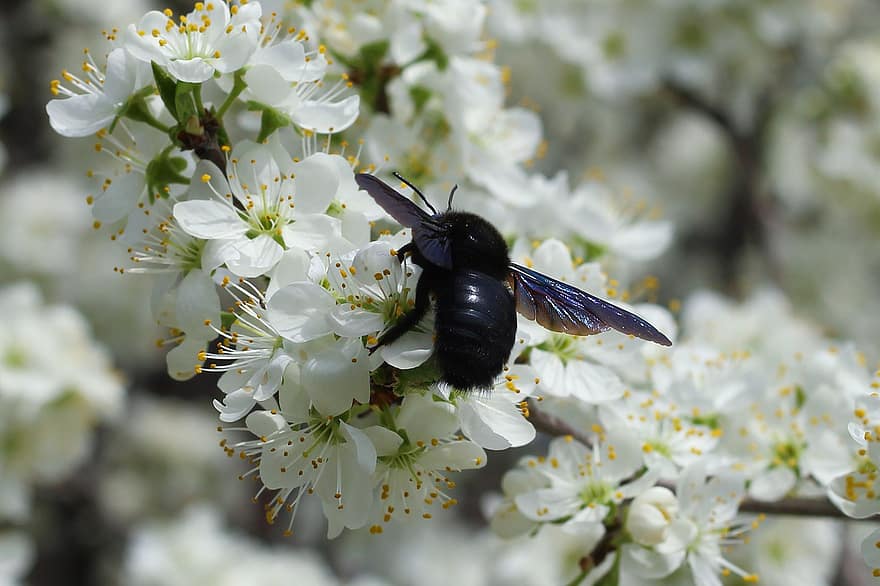 insect, bij, Violet Carpenter Bee, entomologie, soorten, macro, bestuiving, coulissen, bestuiven, sleedoorn, bloemen